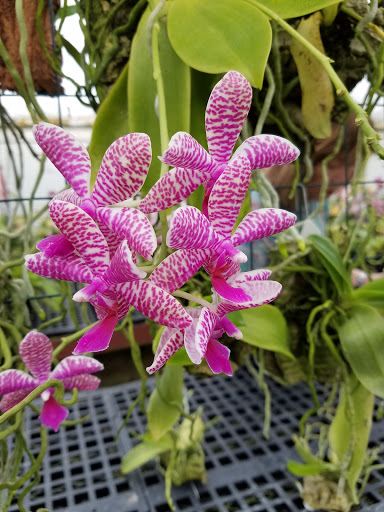 Golden Gate Orchids