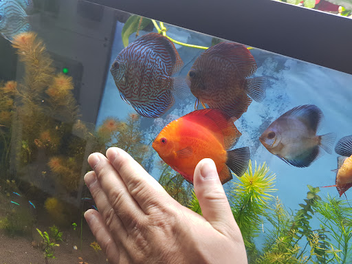 Tropical Fish Store «Jack Wattley Discus», reviews and photos, 6944 NE 4th Ave, Miami, FL 33138, USA