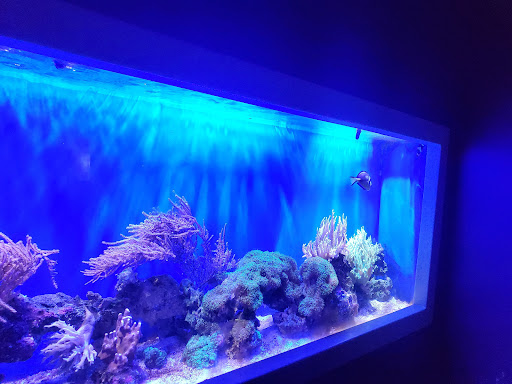 Aquarium «Audubon Aquarium of the Americas», reviews and photos, 1 Canal St, New Orleans, LA 70130, USA