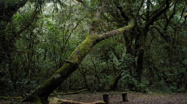 Bosque de Privado de Cachil - Camping