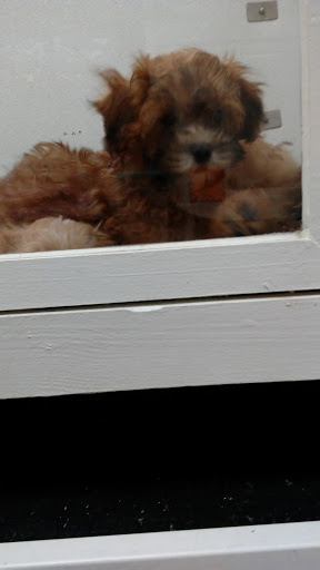 Pet Store «Puppy City», reviews and photos, 3343 Valley Pike, Winchester, VA 22602, USA