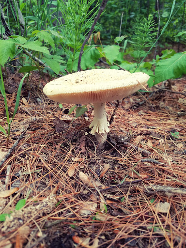 Country Club «Norton Country Club», reviews and photos, 188 Oak St, Norton, MA 02766, USA