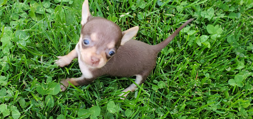 Pet Supply Store «Pet Supplies Plus», reviews and photos, 4326 N Leavitt Rd Suite G, Lorain, OH 44053, USA