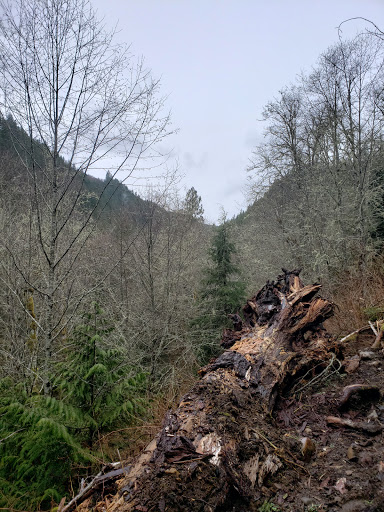 Tourist Attraction «Melmont ghost town», reviews and photos, Carbon River Rd, Carbonado, WA 98323, USA
