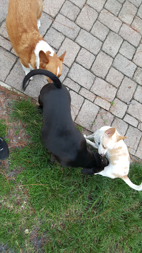 Park «Dr. P. Phillips Community Park», reviews and photos, 8249 Buenavista Woods Blvd, Orlando, FL 32836, USA