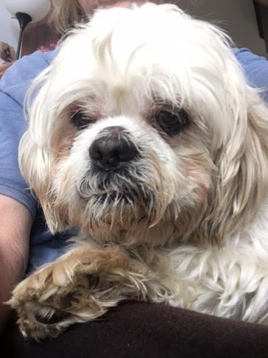 Pet Groomer «Pocono Pets-N-Stuff», reviews and photos, 2571 Milford Rd, East Stroudsburg, PA 18301, USA