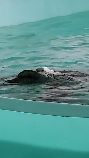 Animal Hospital «Loggerhead Marinelife Center», reviews and photos, 14200 U.S. Hwy 1, Juno Beach, FL 33408, USA