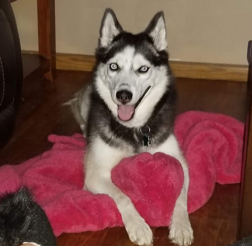 Pet Supply Store «Petco Animal Supplies», reviews and photos, 35 Fort Eddy Rd, Concord, NH 03301, USA