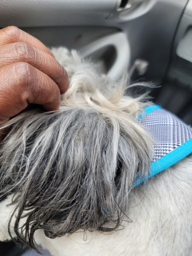 Pet Store «Oak Clips Pet Boutique & Grooming», reviews and photos, 502 N Edgefield Ave, Dallas, TX 75208, USA