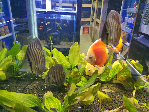 Tropical Fish Store «Living Art Aquarium», reviews and photos, 708 S Gammon Rd, Madison, WI 53719, USA