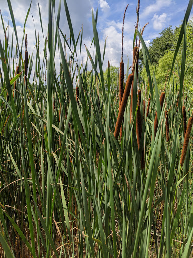 Water Sports Equipment Rental Service «Marsh Creek Water Sports», reviews and photos, 675 Park Rd, Downingtown, PA 19335, USA