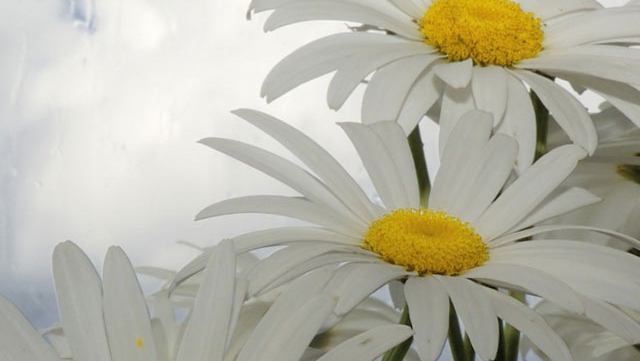 Beyond the Smile, LLC 65401