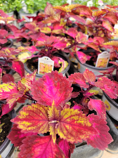 Garden Center «Gregor Farm & Greenhouse Inc», reviews and photos, 2592 Holy Name Dr, Wayzata, MN 55391, USA