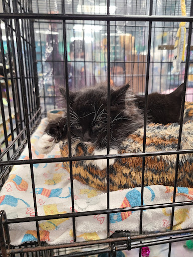 Pet Store «Friendly Pets», reviews and photos, 625 Friendly Center Rd, Greensboro, NC 27408, USA