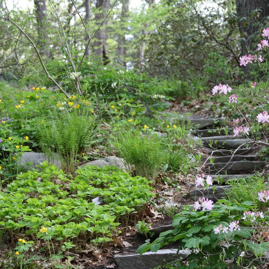 Garden in the Woods