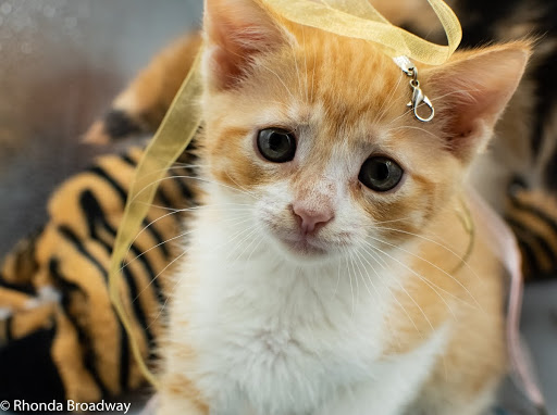 Pet Supply Store «Pet Supermarket», reviews and photos, 1746 E Silver Springs Blvd, Ocala, FL 34470, USA