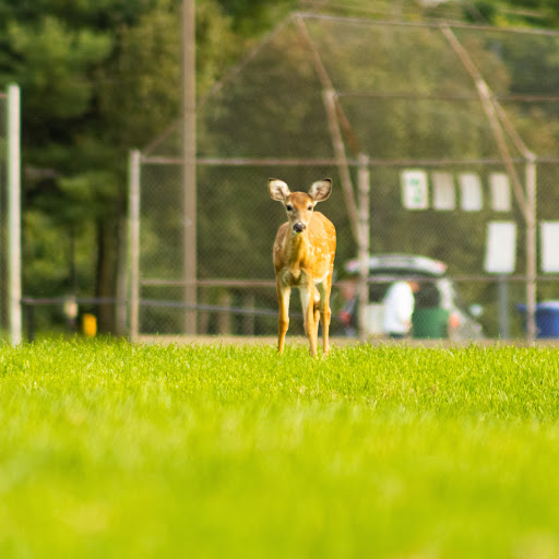 Park «Fairland Recreational Park», reviews and photos, 3928 Greencastle Rd, Burtonsville, MD 20866, USA