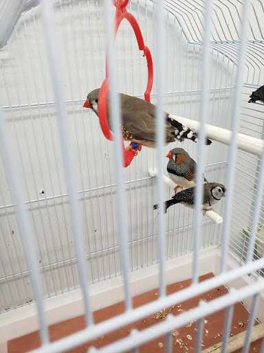 Bird Shop «Paterson Bird Store», reviews and photos, 13 Furler St # 1, Totowa, NJ 07512, USA