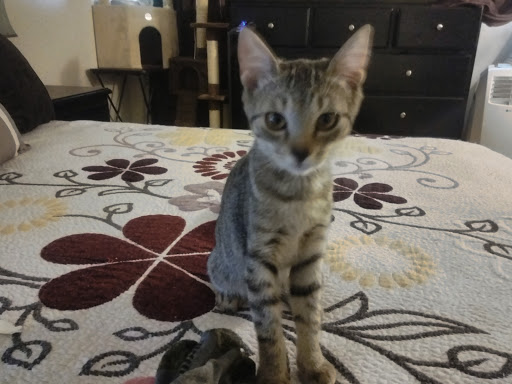 Furniture Store «Nick and Sons Furniture Outlet riverside», reviews and photos, 9970 Magnolia Ave, Riverside, CA 92503, USA