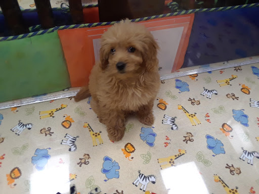 Pet Store «Charm City Puppies», reviews and photos, 8205 Snowden River Pkwy, Columbia, MD 21045, USA