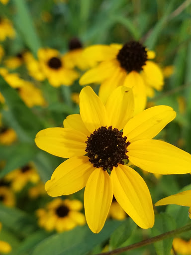 Park «Springfield Park», reviews and photos, 269 Springfield Dr, Bloomingdale, IL 60108, USA