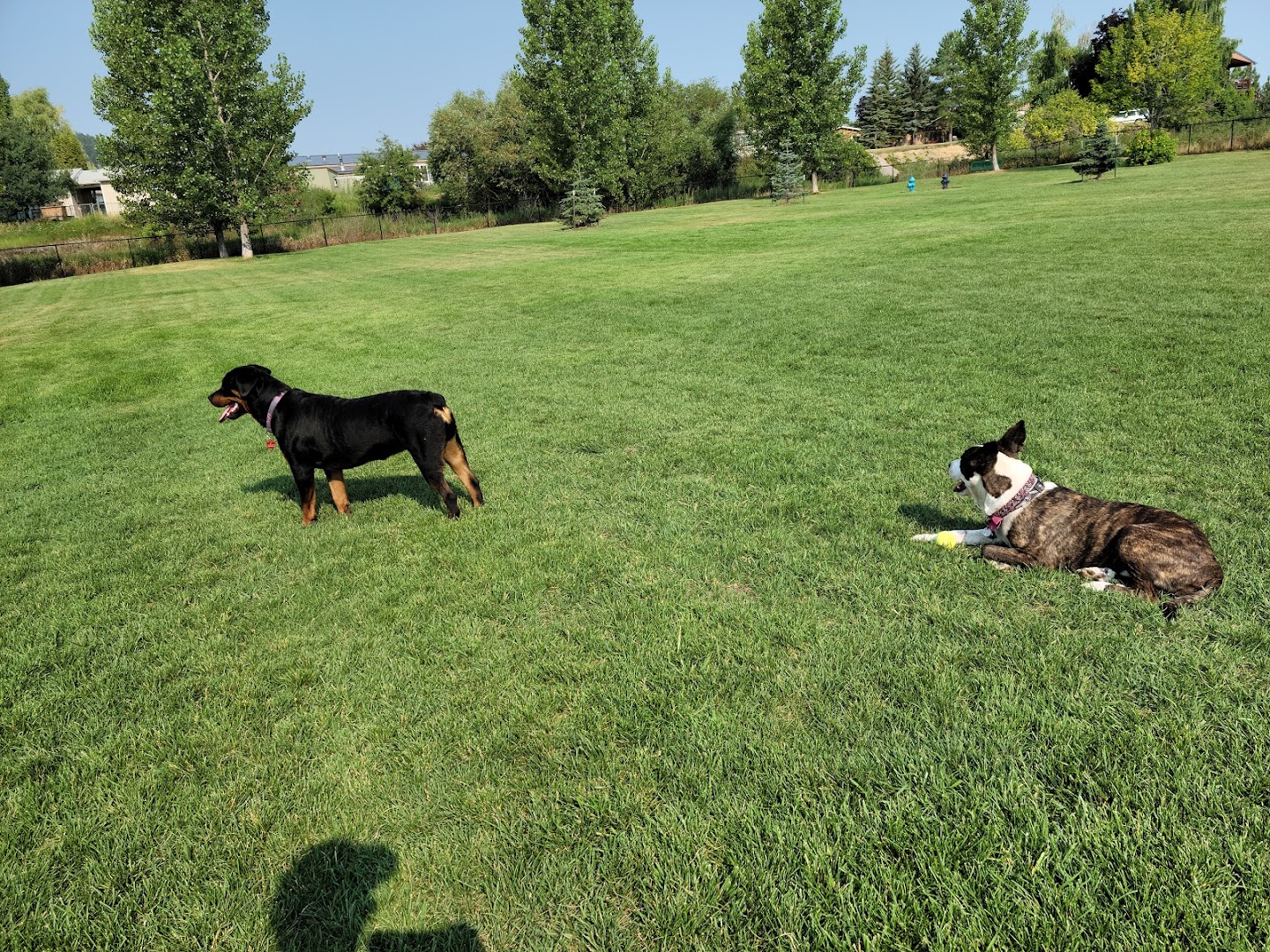 Paws to Play Dog Park
