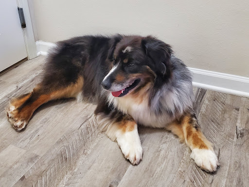 Pet Supply Store «Pet Evolution - Pet Food | Dog Wash | Grooming», reviews and photos, 429 Commerce Dr, Woodbury, MN 55125, USA