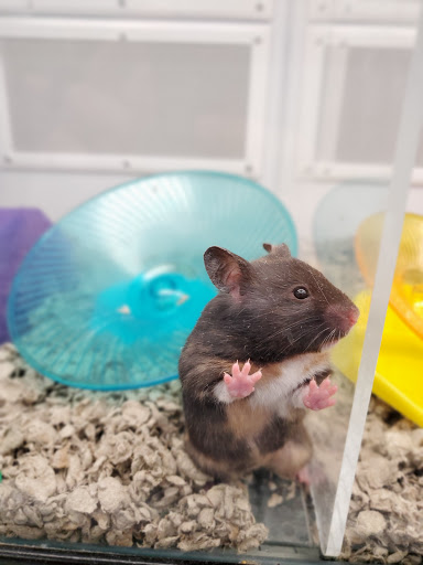 Pet Supply Store «Petco Animal Supplies», reviews and photos, 3452 W Chandler Blvd, Chandler, AZ 85226, USA