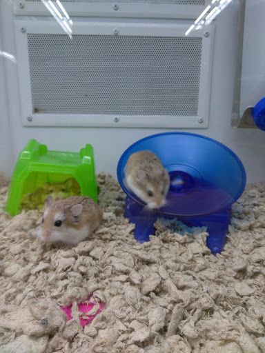 Pet Supply Store «Petco Animal Supplies», reviews and photos, 1470 E Hallandale Beach Blvd, Hallandale Beach, FL 33009, USA