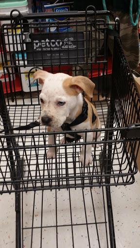 Pet Supply Store «Petco», reviews and photos, 348 IL-59, Naperville, IL 60540, USA