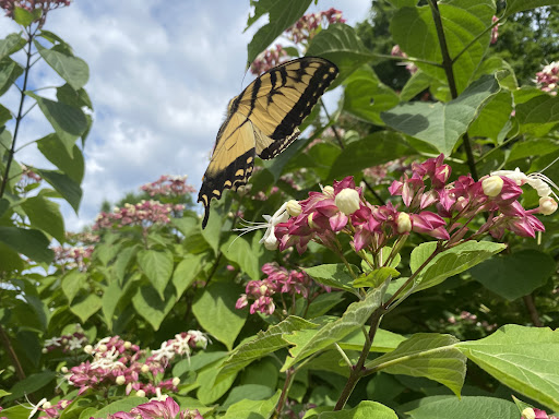 Tourist Attraction «Blithewold Mansion, Gardens & Arboretum», reviews and photos, 101 Ferry Rd, Bristol, RI 02809, USA