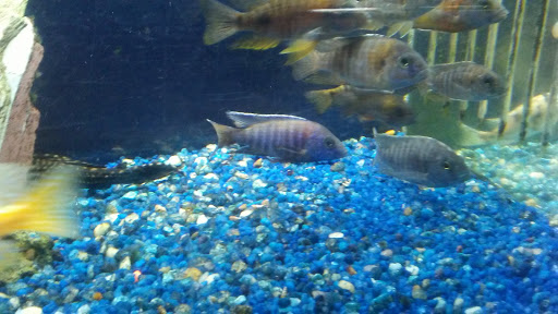 Tropical Fish Store «Delta Pet Center LLC», reviews and photos, 1370 Corporate Square Blvd, Slidell, LA 70458, USA
