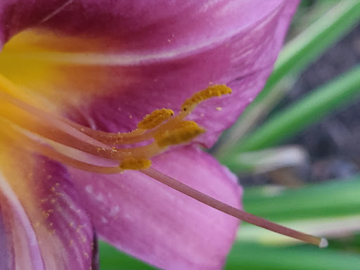 Park «Lilacia Park», reviews and photos, 150 S Park Ave, Lombard, IL 60148, USA