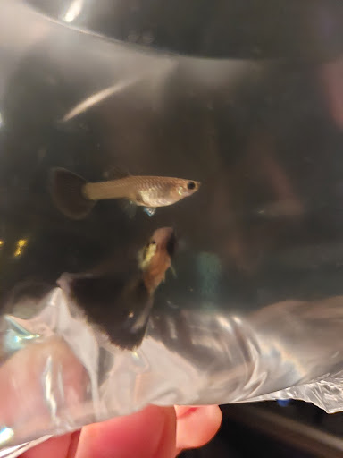 Pet Store «Anchor Bay Aquarium», reviews and photos, 36457 Alfred St, New Baltimore, MI 48047, USA