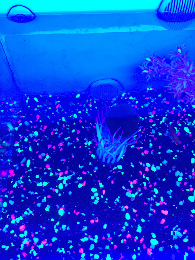 Pet Supply Store «PetSmart», reviews and photos, 4429 Pecanland Mall Dr, Monroe, LA 71203, USA