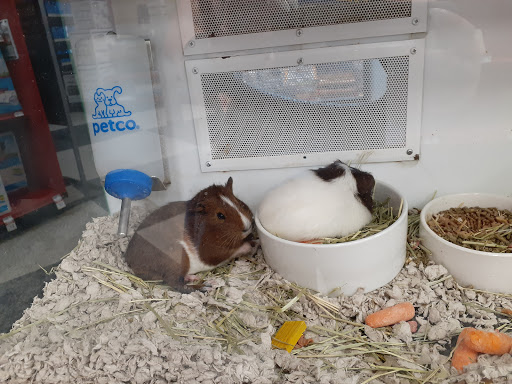 Pet Supply Store «Petco Animal Supplies», reviews and photos, 188 Kitts Ln, Newington, CT 06111, USA