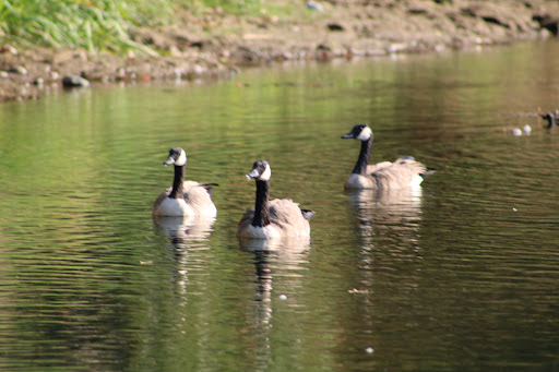 Nature Preserve «Effie Yeaw Nature Center», reviews and photos, 2850 San Lorenzo Way, Carmichael, CA 95608, USA