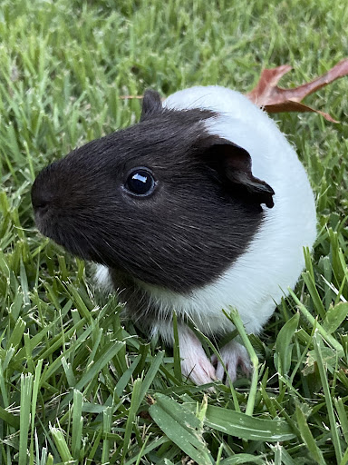 Pet Supply Store «Petco Animal Supplies», reviews and photos, 3100 14th St NW #124, Washington, DC 20010, USA