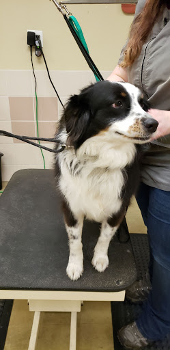 Pet Supply Store «Petco Animal Supplies», reviews and photos, 239 Newburyport Turnpike, Topsfield, MA 01983, USA