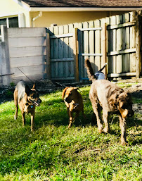 The Professional Dog Walkers and Pet Sitters - Photo 7 - Car repair in Fort Lauderdale, FL, Pembroke Pines