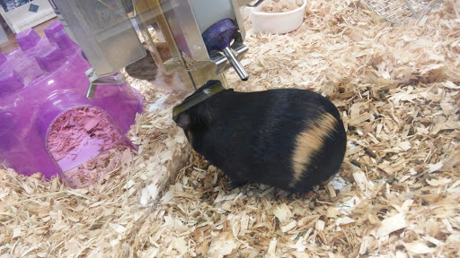 Pet Supply Store «Pet Supermarket», reviews and photos, 3821 S Cobb Dr, Smyrna, GA 30080, USA