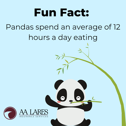 Auto Insurance Agency «AA Lares Insurance Services, Inc.», reviews and photos