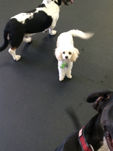 Veterinarian «PetCoral Resort and Veterinary», reviews and photos, 924 Del Prado Blvd, Cape Coral, FL 33990, USA