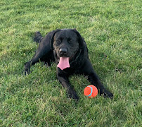 Dog Training with KB - Photo 8 - Car repair in Windsor, ON, Canada, Dearborn