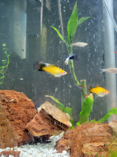 Pet Supply Store «Petco Animal Supplies», reviews and photos, 6425 Keizer Station Blvd, Keizer, OR 97303, USA