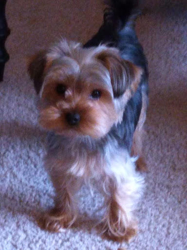 Pet Supply Store «Petco Animal Supplies», reviews and photos, 35725 Warren Rd, Westland, MI 48185, USA