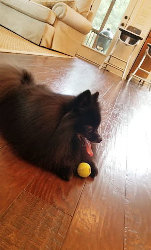 Pet Supply Store «PetSmart», reviews and photos, 3780 Riverchase Village #300, Hoover, AL 35244, USA