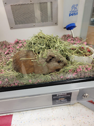 Pet Supply Store «Petco Animal Supplies», reviews and photos, 35725 Warren Rd, Westland, MI 48185, USA