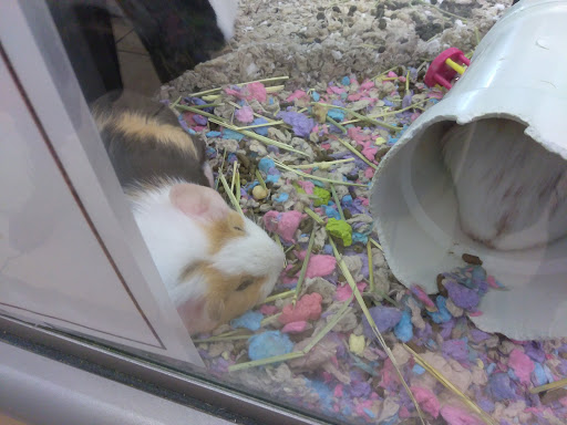 Pet Supply Store «Pet City», reviews and photos, 1710 Briargate Blvd, Colorado Springs, CO 80920, USA