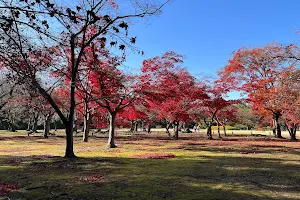 Chishio-no-Mori Grove image